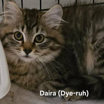 Darla -  Domestic Long Hair Cat for Adoption in Belfair, Washington - Darla | PetCurious