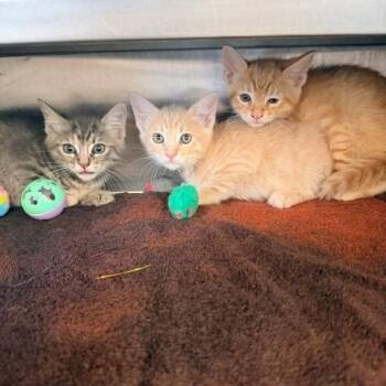 Autumn -  Domestic Short Hair Cat for Adoption in Hawthorne, California - Autumn | PetCurious