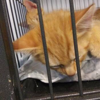 Iker -  Domestic Short Hair Cat for Adoption in PORT WENTWRTH, Georgia - Iker | PetCurious