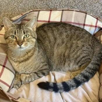 Skye -  Domestic Short Hair Cat for Adoption in Madison, Wisconsin - Skye | PetCurious