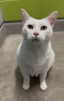 Rescue Domestic Short Hair Cats for Adoption in Delta, British Columbia - Carly | PetCurious