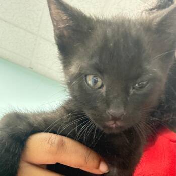 Stormy -  Domestic Short Hair Cat for Adoption in Buffalo, New York - Stormy | PetCurious