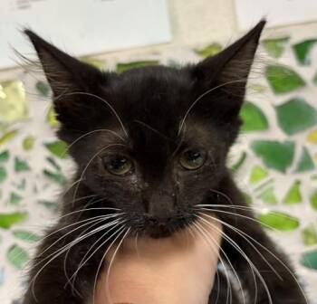 CHERRY POPTART -  Domestic Medium Hair Cat for Adoption in Pensacola, Florida - CHERRY POPTART | PetCurious