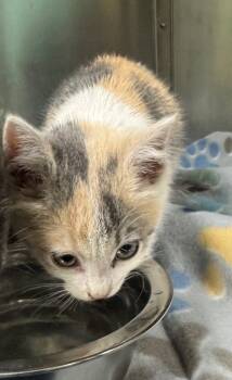 Rescue Domestic Short Hair Cats for Adoption in Chickamauga, Georgia - Punk-Hold Until EOD 11/21 | PetCurious