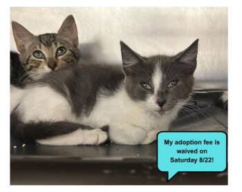KATHMANDU* -  Domestic Short Hair Cat for Adoption in Santa Cruz, California - KATHMANDU* | PetCurious