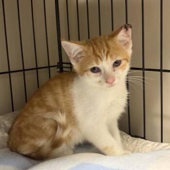 Lee Rocker -  Domestic Short Hair Cat for Adoption in La Grange, Kentucky - Lee Rocker | PetCurious