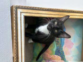 Oreo -  Domestic Short Hair Cat for Adoption in Barrière, British Columbia - Oreo | PetCurious
