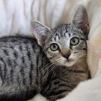Einhorn -  Domestic Short Hair Cat for Adoption in Sarasota, Florida - Einhorn | PetCurious