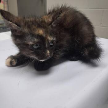 Gilda -  American Shorthair Cat for Adoption in Lufkin, Texas - Gilda | PetCurious