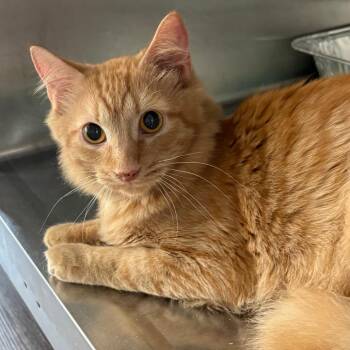 Ragu -  Domestic Medium Hair Cat for Adoption in Tulsa, Oklahoma - Ragu | PetCurious