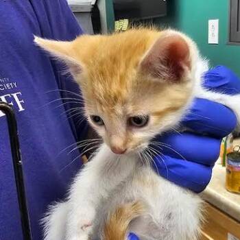 Bowser -  Domestic Short Hair Cat for Adoption in Starkville, Mississippi - Bowser | PetCurious