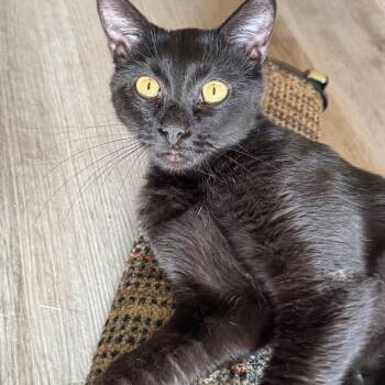 Luna -  Domestic Short Hair Cat for Adoption in North Tonawanda, New York - Luna | PetCurious