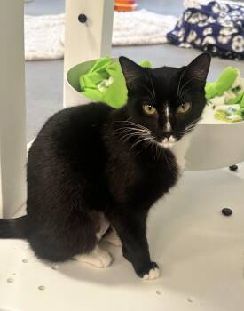 Tuxedo Cats Available for Adoption in Sultan, Washington - Siyah | PetCurious
