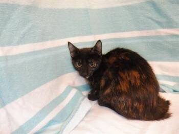 TOOTIE -  Domestic Short Hair Cat for Adoption in San Jose, California - TOOTIE | PetCurious