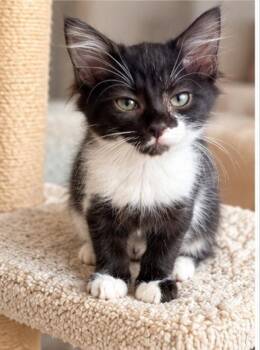 Pixie -  Domestic Short Hair Cat for Adoption in Knoxville, Tennessee - Pixie | PetCurious