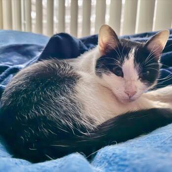 Domestic Short Hair Cats Available for Adoption in Potomac, Maryland - Saja | PetCurious