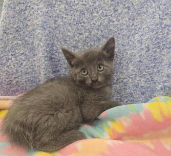 Wanderer -  Domestic Short Hair Cat for Adoption in Dickson, Tennessee - Wanderer | PetCurious