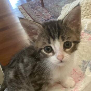 Quincy* -  Domestic Short Hair Cat for Adoption in San Gabriel, California - Quincy* | PetCurious
