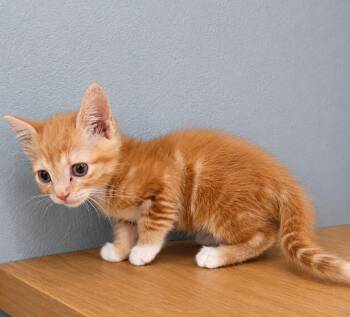 Cheeto -  Domestic Short Hair Cat for Adoption in Johnson City, Tennessee - Cheeto | PetCurious