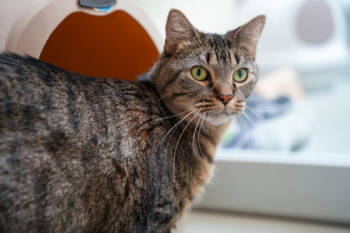 Rescue Domestic Short Hair Cats for Adoption in Golden Valley, Minnesota - Nila | PetCurious