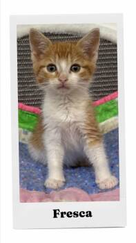 Fresca -  Domestic Short Hair Cat for Adoption in Caistor Centre, Ontario - Fresca | PetCurious