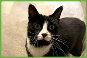 Tripper -  Domestic Short Hair Cat for Adoption in Amherst, Massachusetts - Tripper | PetCurious