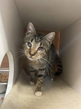 Rescue Domestic Short Hair Cats for Adoption in Chamblee, Georgia - Plum | PetCurious