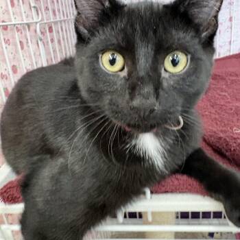 Sam Ballamy -  Domestic Short Hair Cat for Adoption in Albuquerque, New Mexico - Sam Ballamy | PetCurious