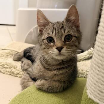 Domestic Short Hair Cats Available for Adoption in Fairfax Station, Virginia - Valentino | PetCurious