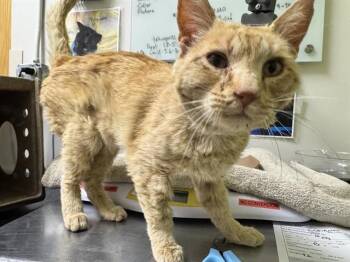 RORY -  Domestic Short Hair Cat for Adoption in Pueblo, Colorado - RORY | PetCurious
