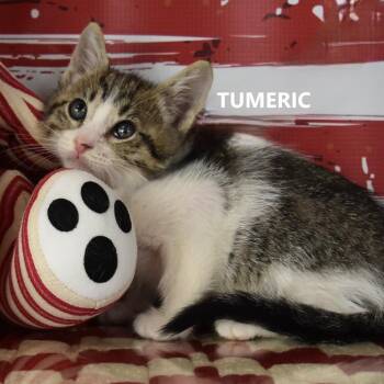 Tumeric -  Domestic Short Hair Cat for Adoption in Yuma, Arizona - Tumeric | PetCurious