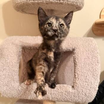 Penelope -  Domestic Short Hair Cat for Adoption in Harrisonburg, Virginia - Penelope | PetCurious