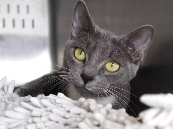 NYLA -  Domestic Short Hair Cat for Adoption in Tallahassee, Florida - NYLA | PetCurious