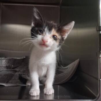 Sophie -  Domestic Short Hair Cat for Adoption in Pauls Valley, Oklahoma - Sophie | PetCurious