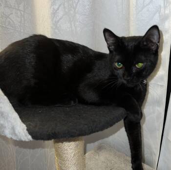Rescue Domestic Short Hair Cats for Adoption in Burnaby, British Columbia - Night | PetCurious