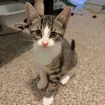 Benson -  Domestic Short Hair Cat for Adoption in Michigan City, Indiana - Benson | PetCurious