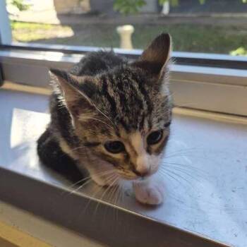 Ubreakit Ubuyit -  Domestic Short Hair Cat for Adoption in Davenport, Iowa - Ubreakit Ubuyit | PetCurious