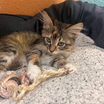 Maggie -  Domestic Medium Hair Cat for Adoption in Fresno, California - Maggie | PetCurious