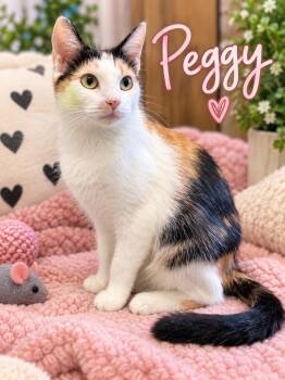 Peggy -  Domestic Short Hair Cat for Adoption in Chattanooga, Tennessee - Peggy | PetCurious