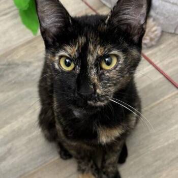 Cali -  Domestic Short Hair Cat for Adoption in Tampa, Florida - Cali | PetCurious
