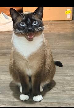 Cleo -  Snowshoe and Siamese Cat for Adoption in Los Angeles, California - Cleo | PetCurious