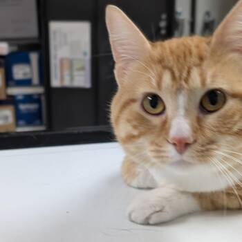 Asteroid -  Domestic Short Hair Cat for Adoption in Canton, Illinois - Asteroid | PetCurious