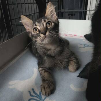 Nile -  Domestic Medium Hair Cat for Adoption in Port Richey, Florida - Nile | PetCurious
