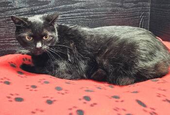 Domestic Short Hair Cats Available for Adoption - Po | PetCurious