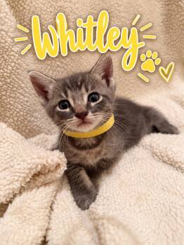 Whitley -  American Shorthair Cat for Adoption in Paulina, Louisiana - Whitley | PetCurious