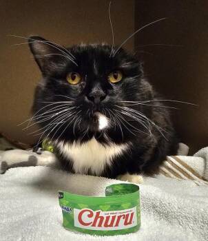 Domestic Short Hair Cats Available for Adoption - TUCKS | PetCurious