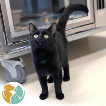 Nikki Sixx -  Domestic Short Hair Cat for Adoption in Toledo, Ohio - Nikki Sixx | PetCurious