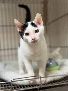 Mochi -  Devon Rex Cat for Adoption in Lutz, Florida - Mochi | PetCurious