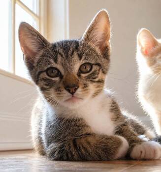 Nibble -  Domestic Short Hair Cat for Adoption in Candler, North Carolina - Nibble | PetCurious