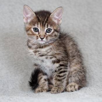 Domestic Short Hair Cats Available for Adoption in Sunnyvale, California - Peggy | PetCurious